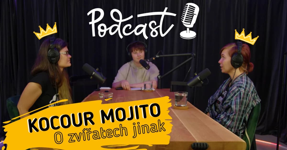 O zvířatech jinak: Český unikát – dvounohý kocour Mojito a jeho příběh, Mixed Breed for adoption at Pet Heroes