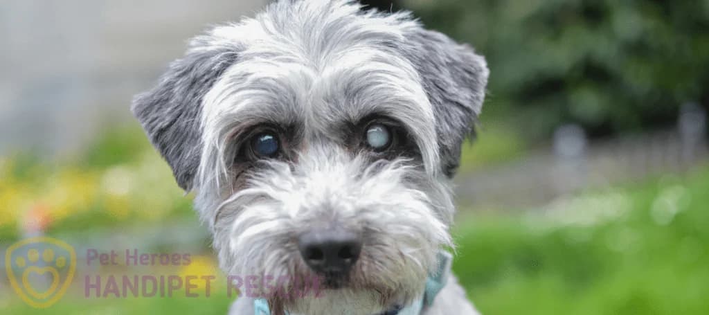 Oční vady a nemoci, Mixed Breed for adoption at Pet Heroes