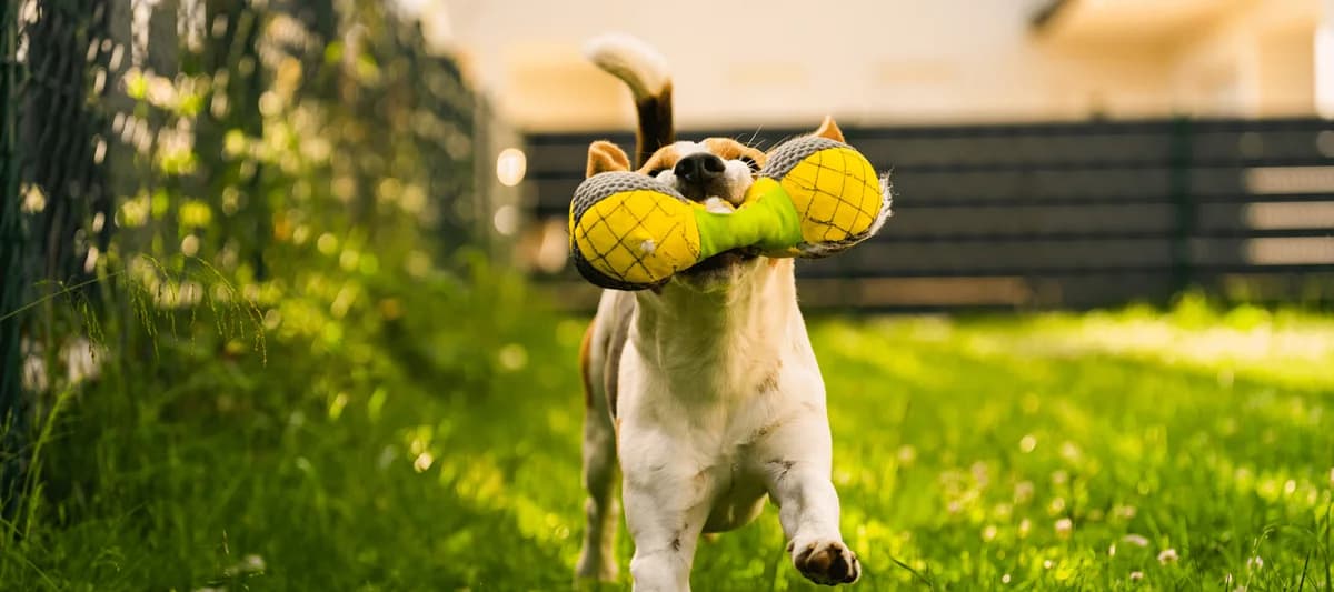 Pískací hračky: 3 důvody proč je psi milují, Mixed Breed for adoption at Pet Heroes
