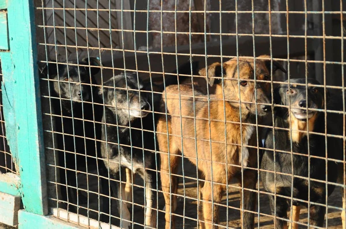 Pomoc zvířatům z Ukrajiny, jak pomoct, kde žádat o pomoc, Mixed Breed for adoption at Pet Heroes