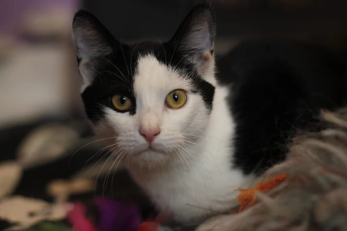 Proč jít do adopce kočky z útulku, Mixed Breed for adoption at Pet Heroes