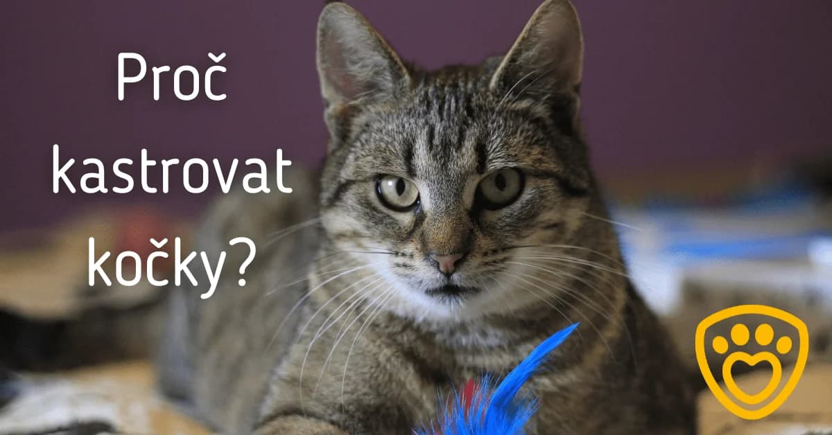 Kastrace koček: Co jste možná nevěděli, Mixed Breed for adoption at Pet Heroes