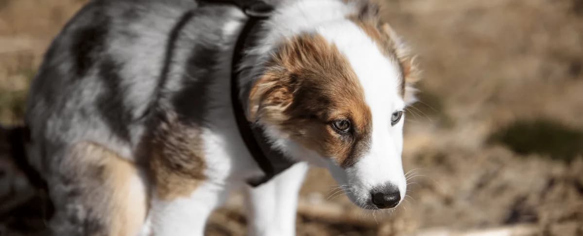 Proč pes žere kočičí výkaly, Mixed Breed for adoption at Pet Heroes