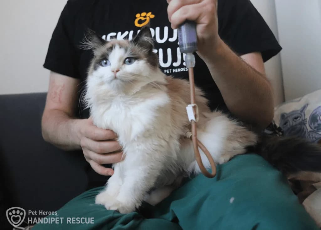 Rozárka: Kočička, jejíž léčba vyšla na 115 000 Kč, Mixed Breed for adoption at Pet Heroes