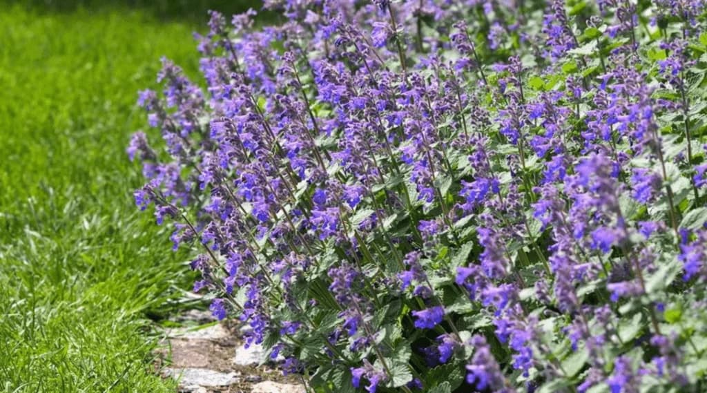Šanta kočičí: Jak ji vysadit a k čemu je dobrá, Mixed Breed for adoption at Pet Heroes