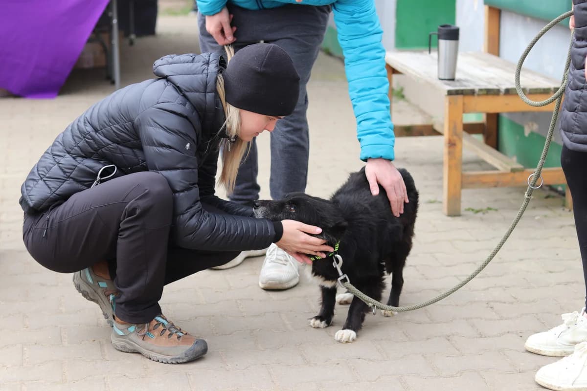 Terapie jinak: Jak zvířata pomáhají s mentálním zdravím, Mixed Breed for adoption at Pet Heroes