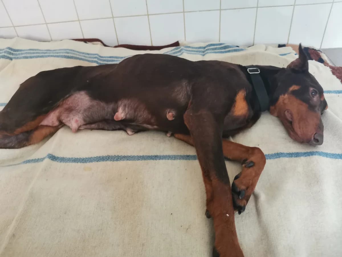 Týraní dobrmani jsou již v bezpečí, Mixed Breed for adoption at Pet Heroes