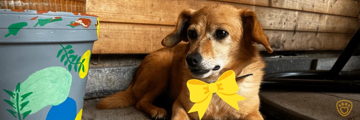 Žlutá stužka: Co znamená, Mixed Breed for adoption at Pet Heroes