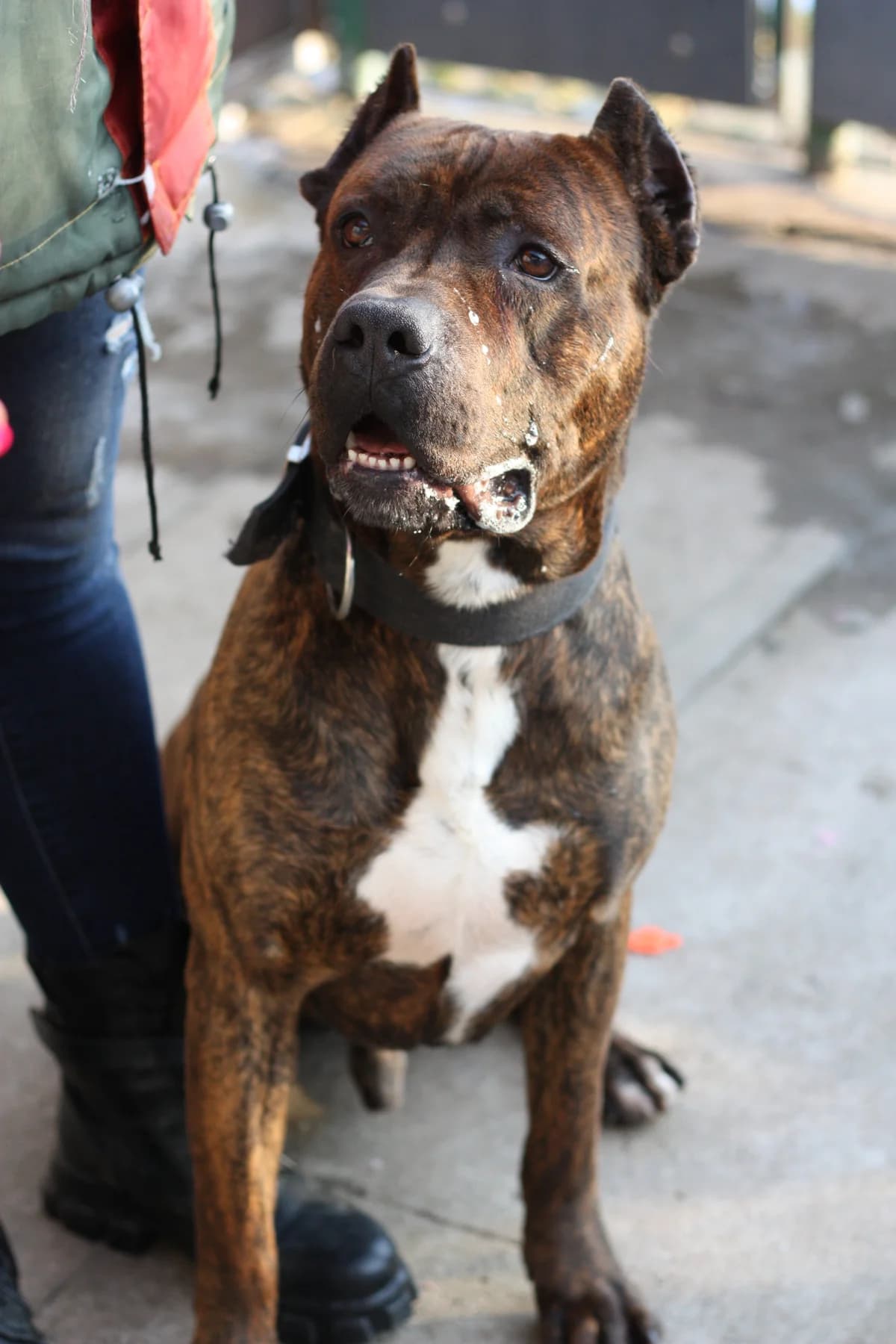 Sorbon hledá domov, male 4yo Mixed Breed for adoption at Pet Heroes Lanškroun, 563 01 Lanškroun