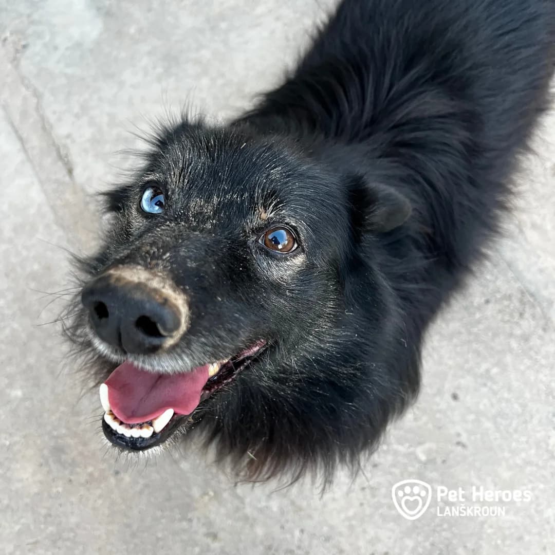 Rex hledá domov, male Mixed Breed for adoption at Pet Heroes Lanškroun, 563 01 Lanškroun