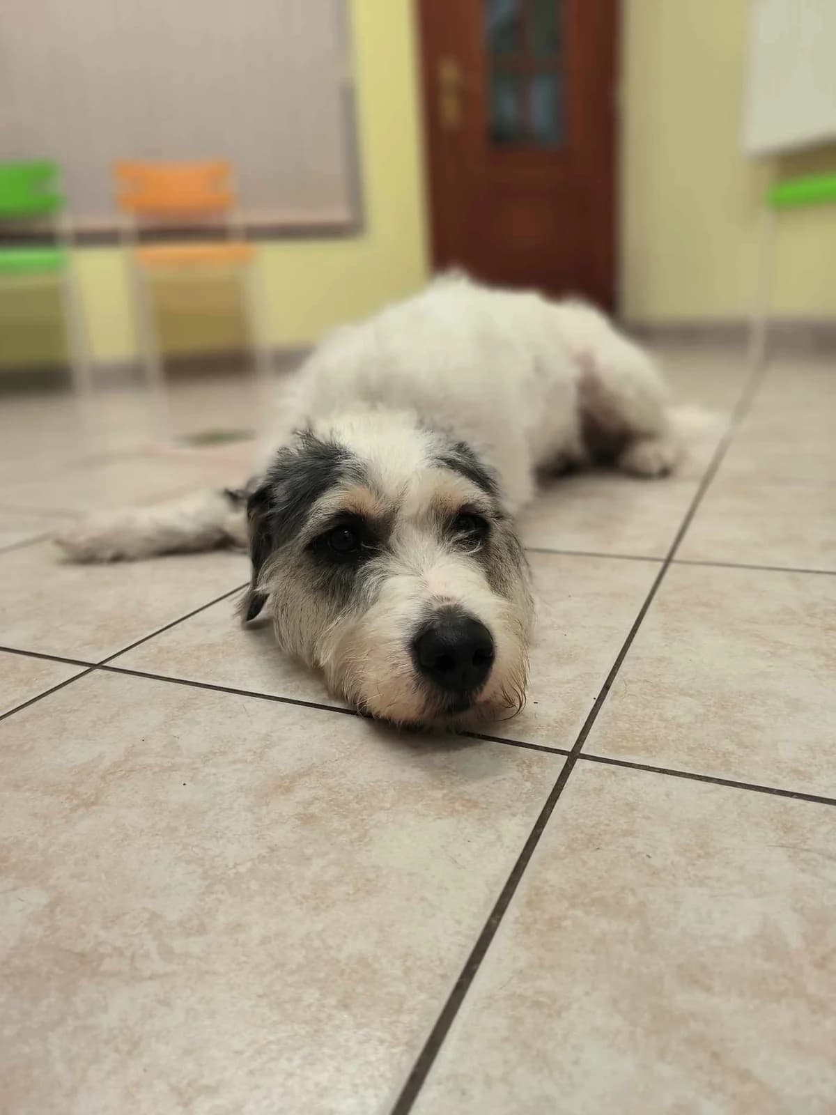 Apollo je smutný, chce domů, male Mixed Breed for adoption at Pet Heroes Lanškroun, 563 01 Lanškroun