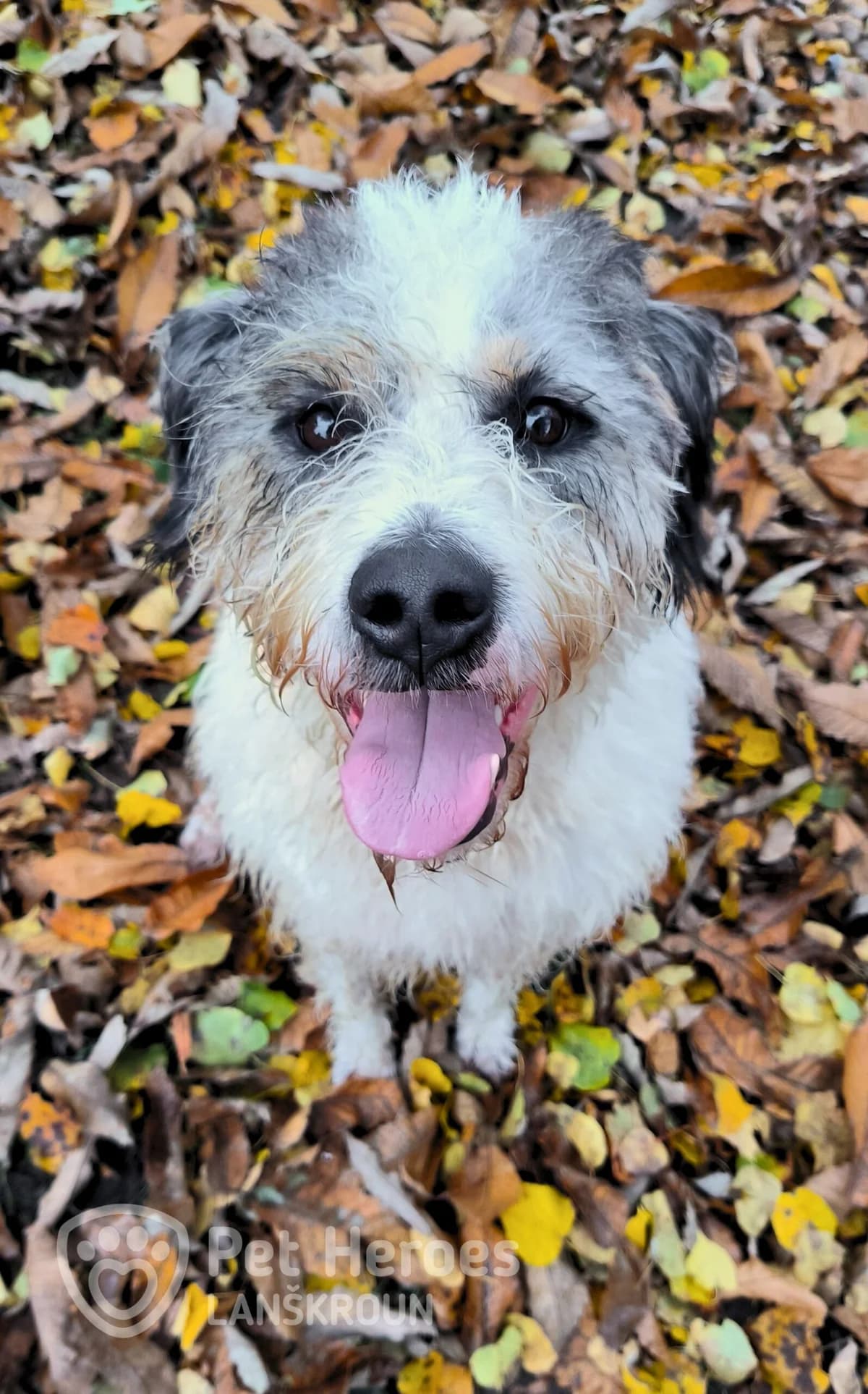 Apollo 🤍 načechraný vodní pes hledá domov, male Mixed Breed for adoption at Pet Heroes Lanškroun, Lanškroun