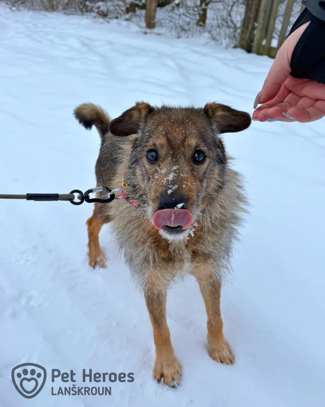 Saga, female senior Mixed Breed for adoption at Pet Heroes Lanškroun, 563 01 Lanškroun