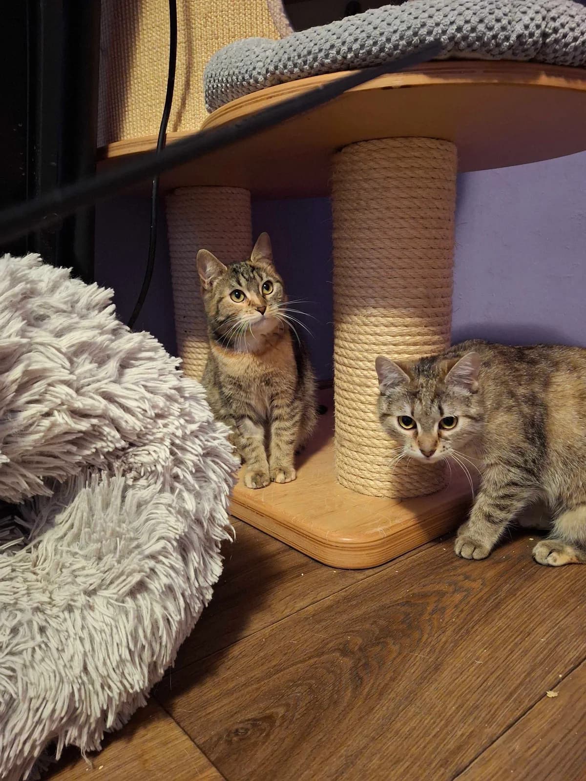 Sakura a Tempura 🌸 hledají nové domovy, female Mixed Breed for adoption at Pet Heroes Lanškroun, Lanškroun