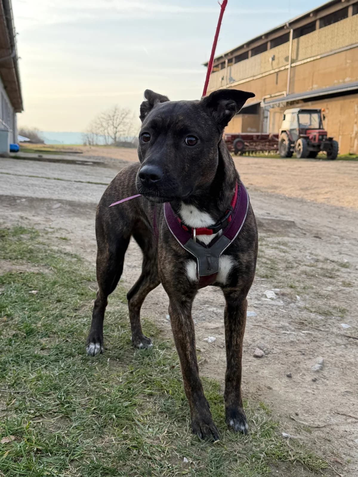 Kira, male Mixed Breed for adoption at Pet Heroes Lanškroun, 563 01 Lanškroun