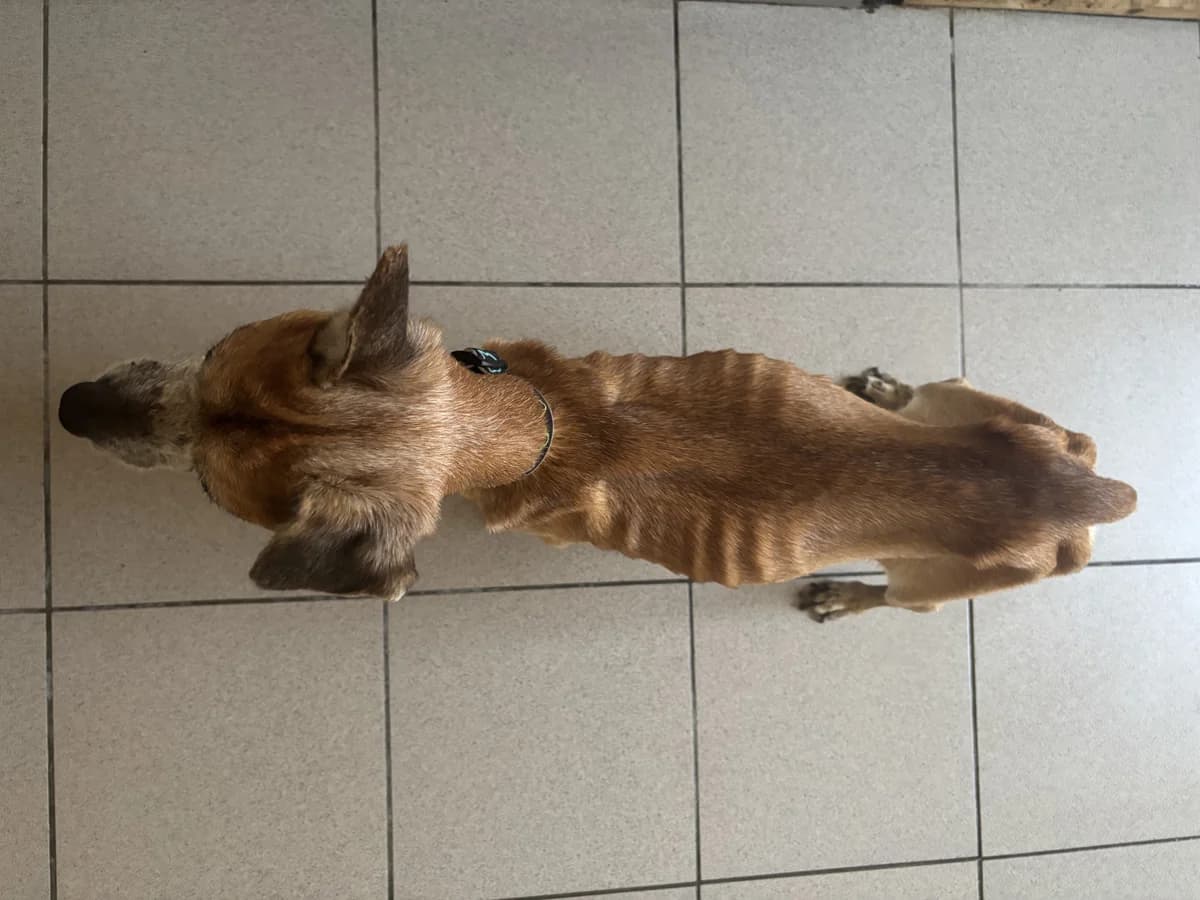 Hačiko, senior Mixed Breed for adoption at Pet Heroes Lanškroun, Lanškroun