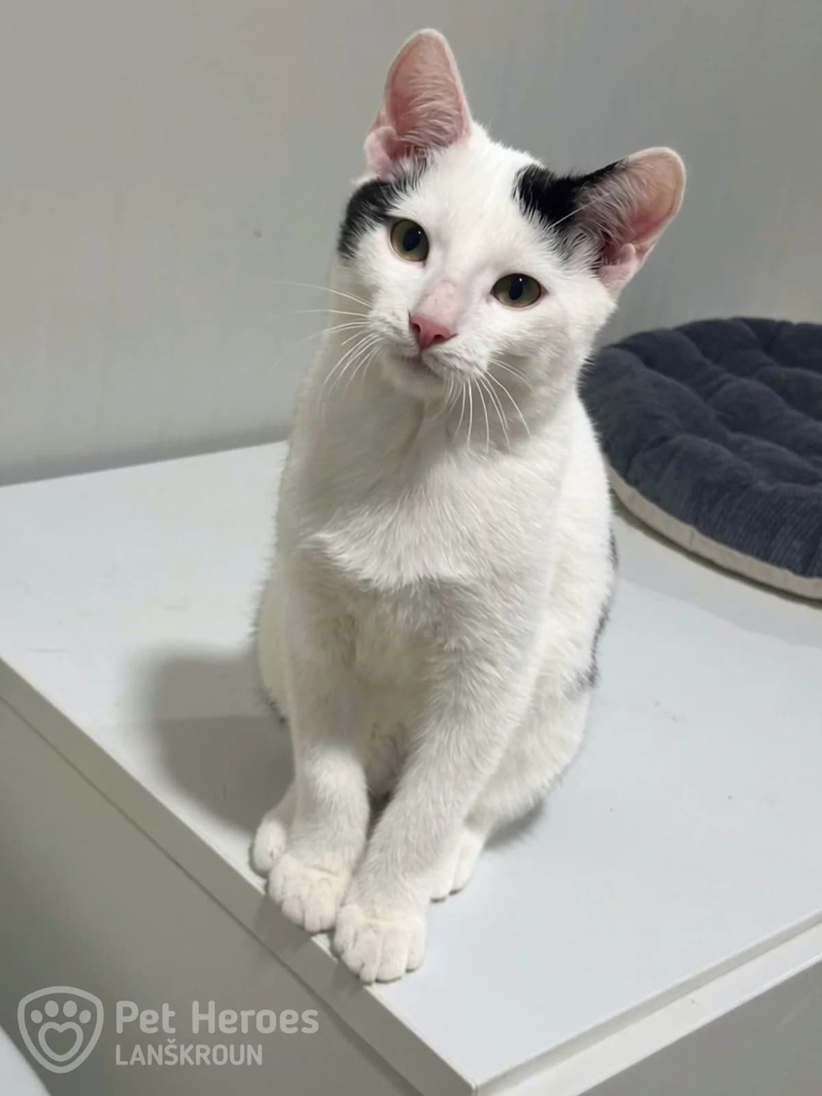 Pepa 🤍 ušatý rošťák 🖤 hledá nový domov, female Mixed Breed for adoption at Pet Heroes Lanškroun, Lanškroun