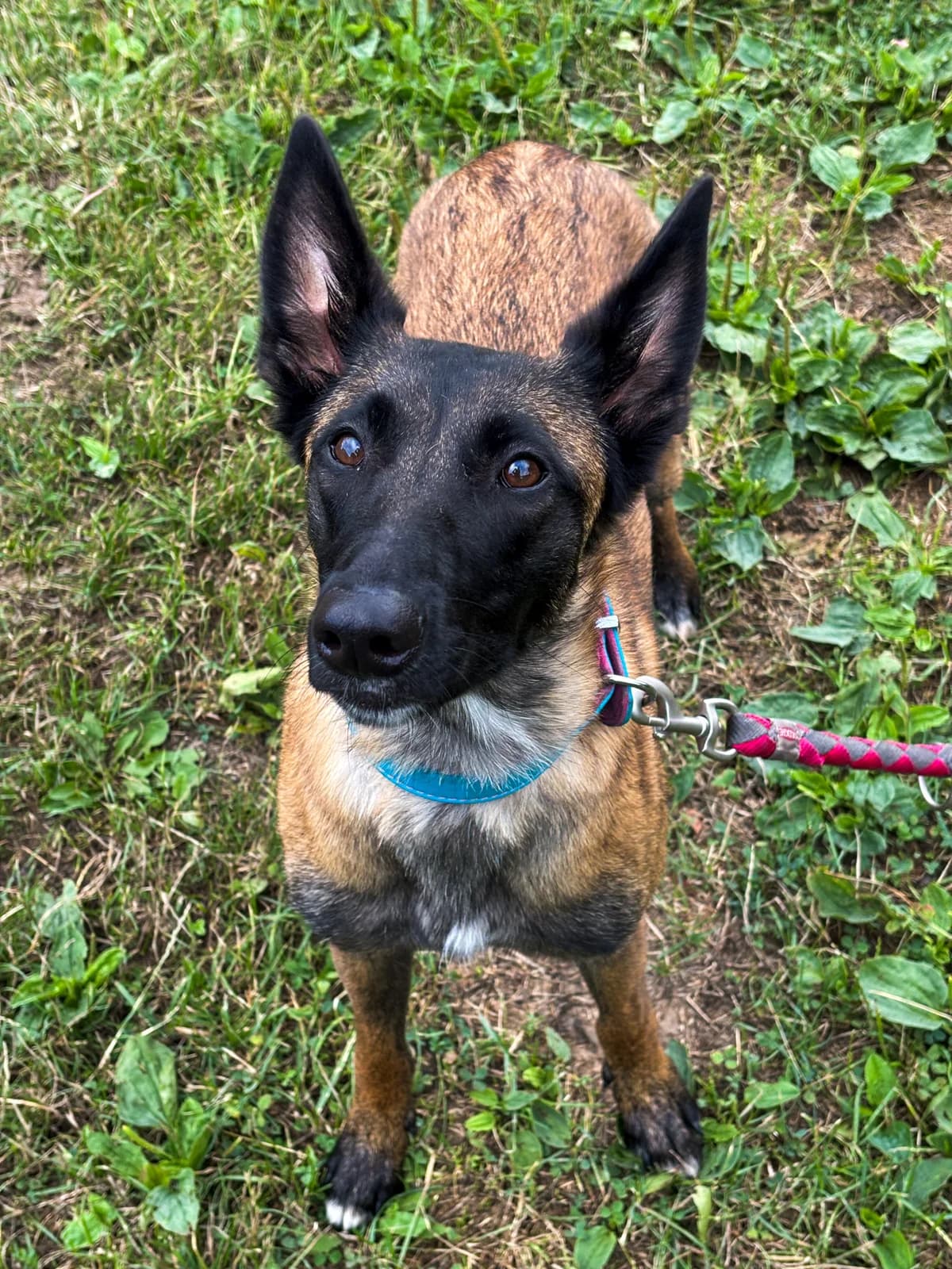 Meg hledá domov, female Mixed Breed for adoption at Pet Heroes Lanškroun, Lanškroun