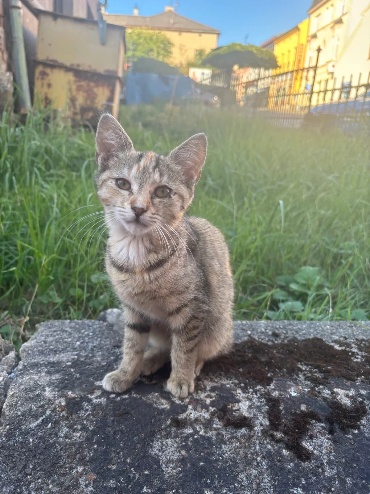 Vendulka, female Mixed Breed for adoption at Pet Heroes Lanškroun, Lanškroun