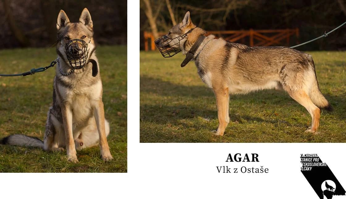 Agar Vlk z Ostaše, mixed breed for adoption at Pomoc ČsVlčáků