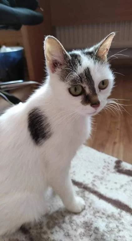Agi, female young Mixed Breed for adoption at Pozor Kočka!