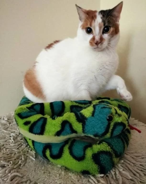 Anetka, female 3yo Mixed Breed for adoption at Pozor Kočka!