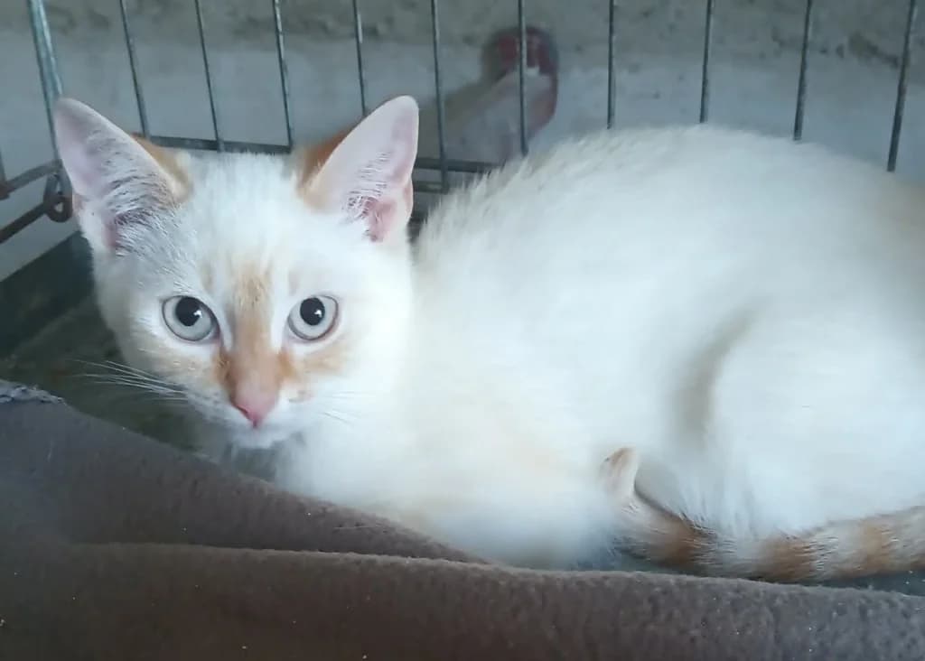 Emilka, female Mixed Breed for adoption at Pozor Kočka!