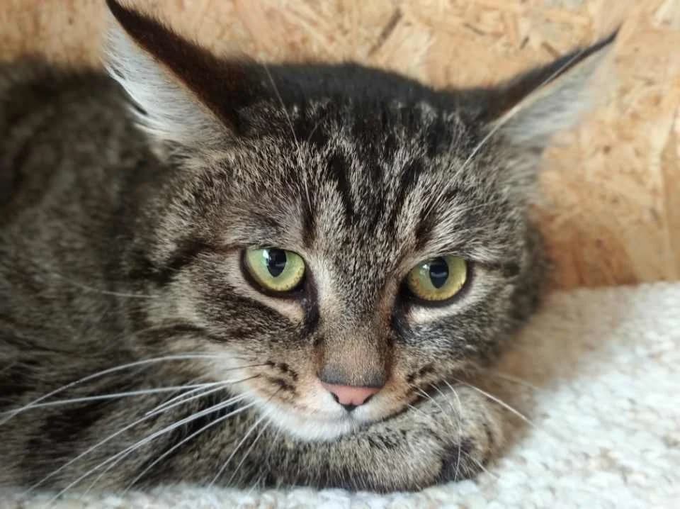 Jíra, male 4yo Mixed Breed for adoption at Pozor Kočka!