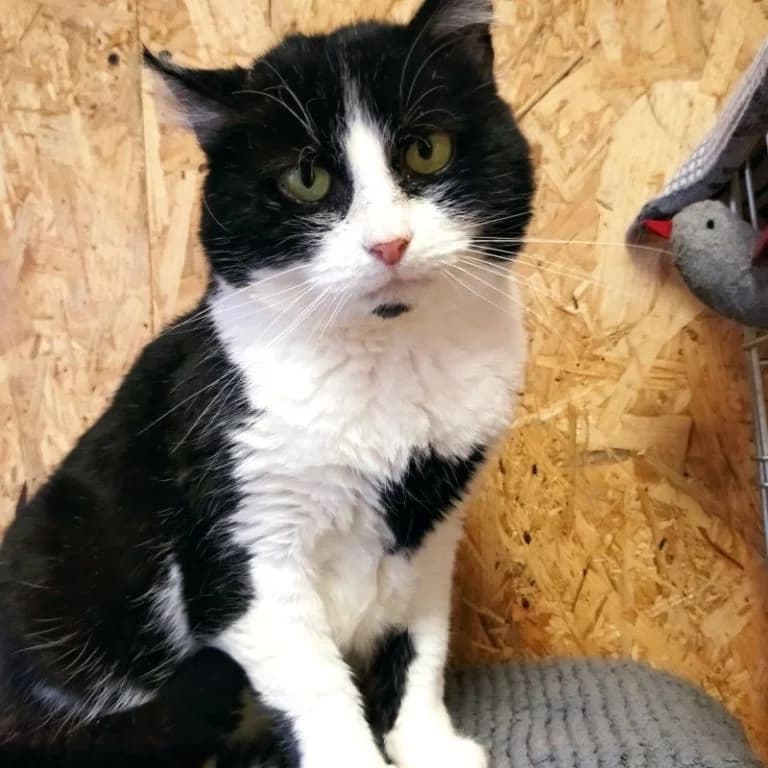 Kamýk, male 6yo Mixed Breed for adoption at Pozor Kočka!