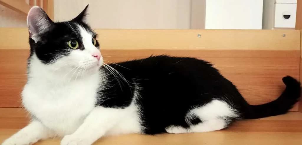 Lasse, male 5yo Mixed Breed for adoption at Pozor Kočka!