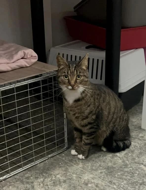 Myšák, male 6yo Mixed Breed for adoption at Pozor Kočka!