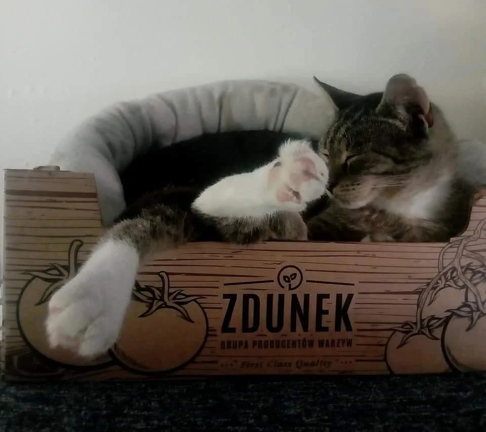 Tlapka, male 6yo Mixed Breed for adoption at Pozor Kočka!