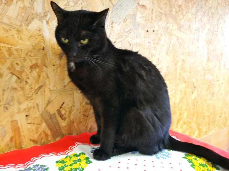 Velvárek, male 6yo Mixed Breed for adoption at Pozor Kočka!