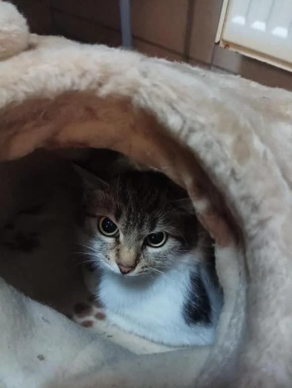 Žanetka, female 3yo Mixed Breed for adoption at Pozor Kočka!