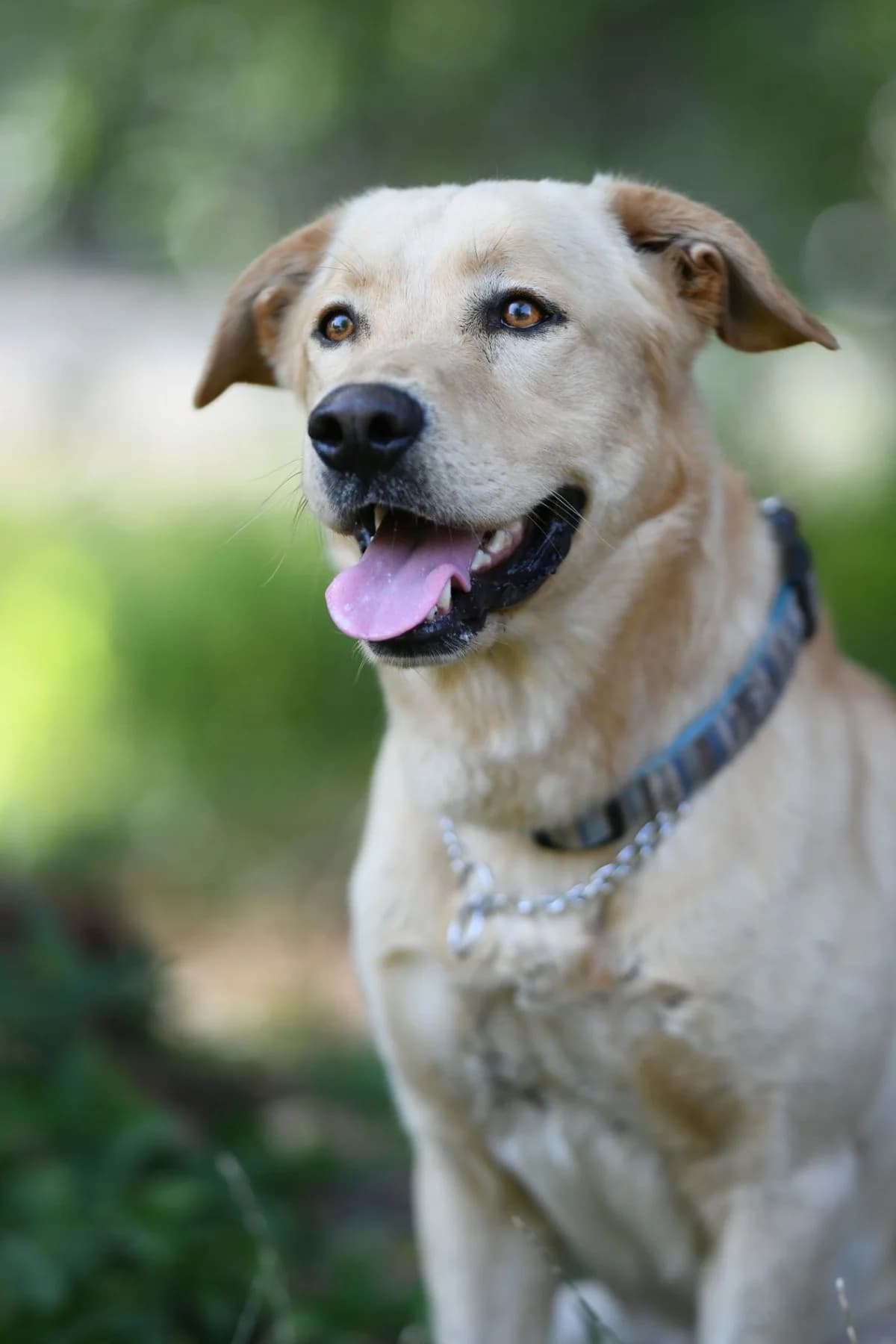MARLEY, young Mixed Breed for adoption at Psí ostrov
