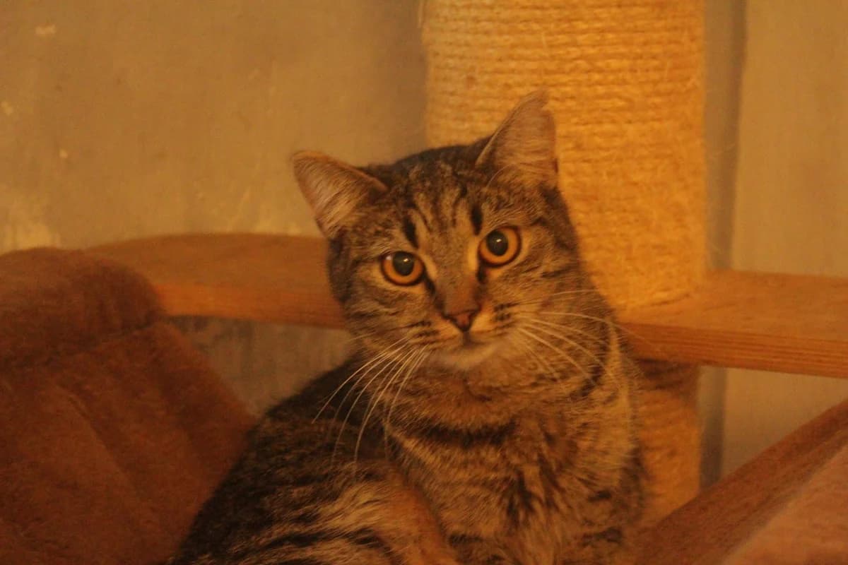 ADÉLKA, female Mixed Breed for adoption at Útulek Kocour Felix (PSOZ)