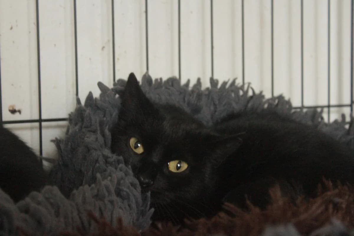 BEÁTA, female Mixed Breed for adoption at Útulek Kocour Felix (PSOZ)