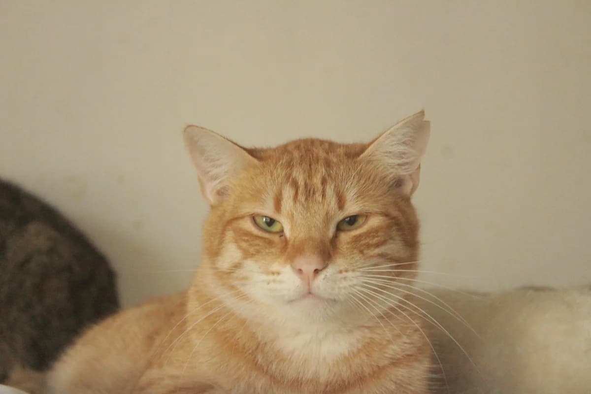 Bellini, male Mixed Breed for adoption at Útulek Kocour Felix (PSOZ)