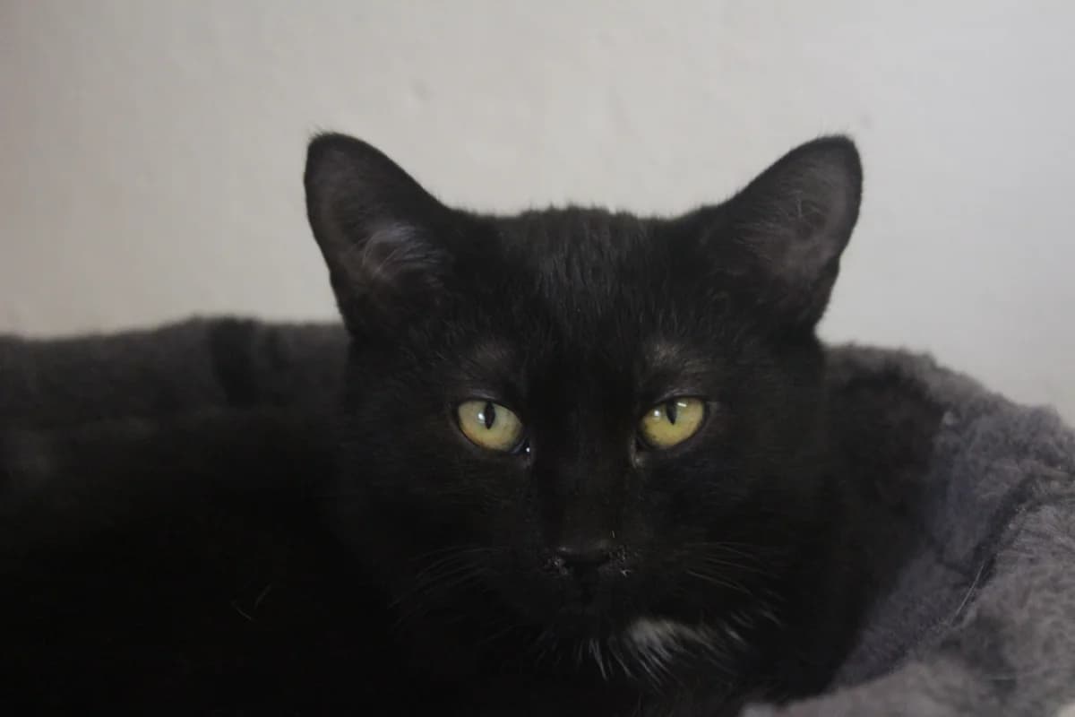 BOŘIVOJ, male Mixed Breed for adoption at Útulek Kocour Felix (PSOZ)