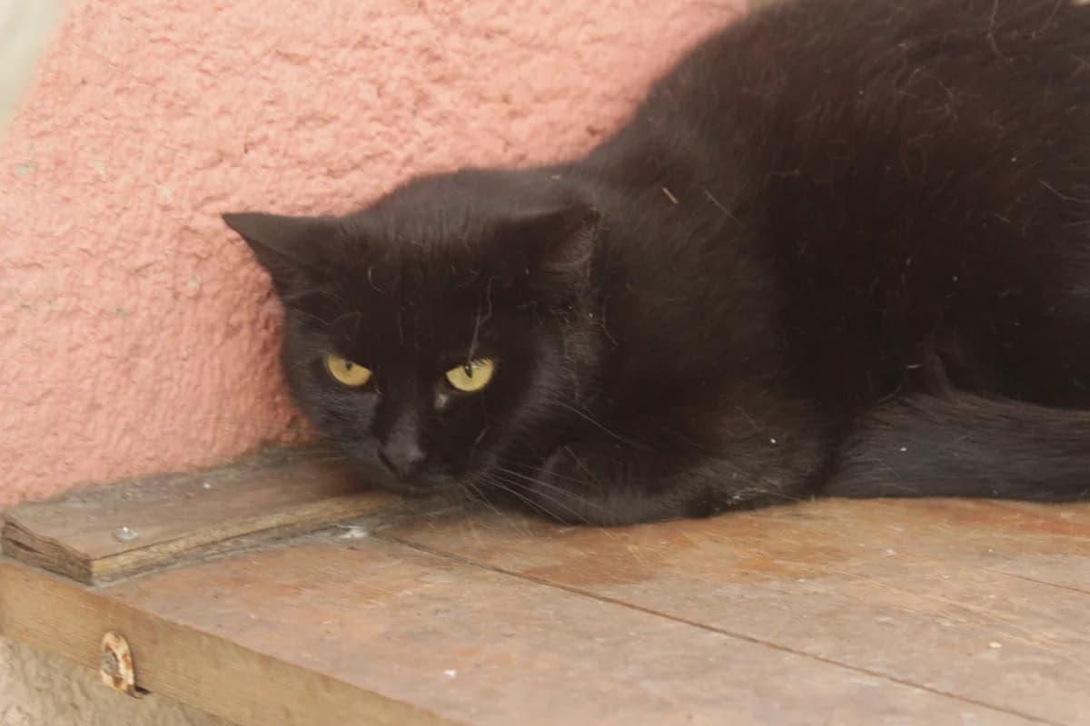 Bunny, female Mixed Breed for adoption at Útulek Kocour Felix (PSOZ)