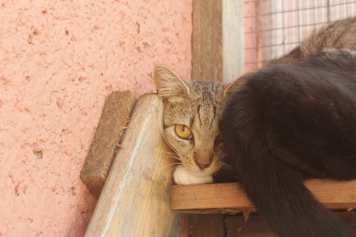 Electra, female Mixed Breed for adoption at Útulek Kocour Felix (PSOZ)