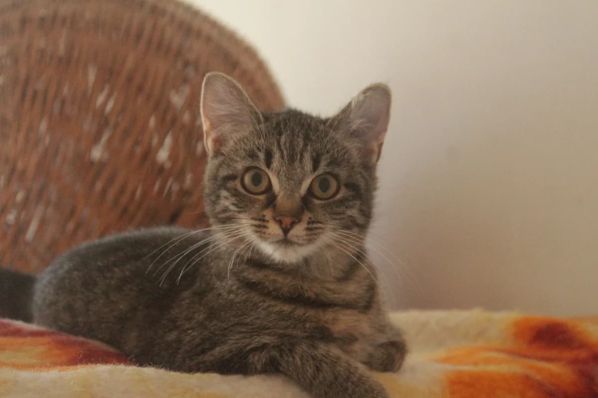 Margo, female young Mixed Breed for adoption at Útulek Kocour Felix (PSOZ)