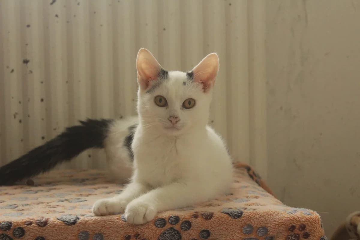 MILÁČEK, male Mixed Breed for adoption at Útulek Kocour Felix (PSOZ)