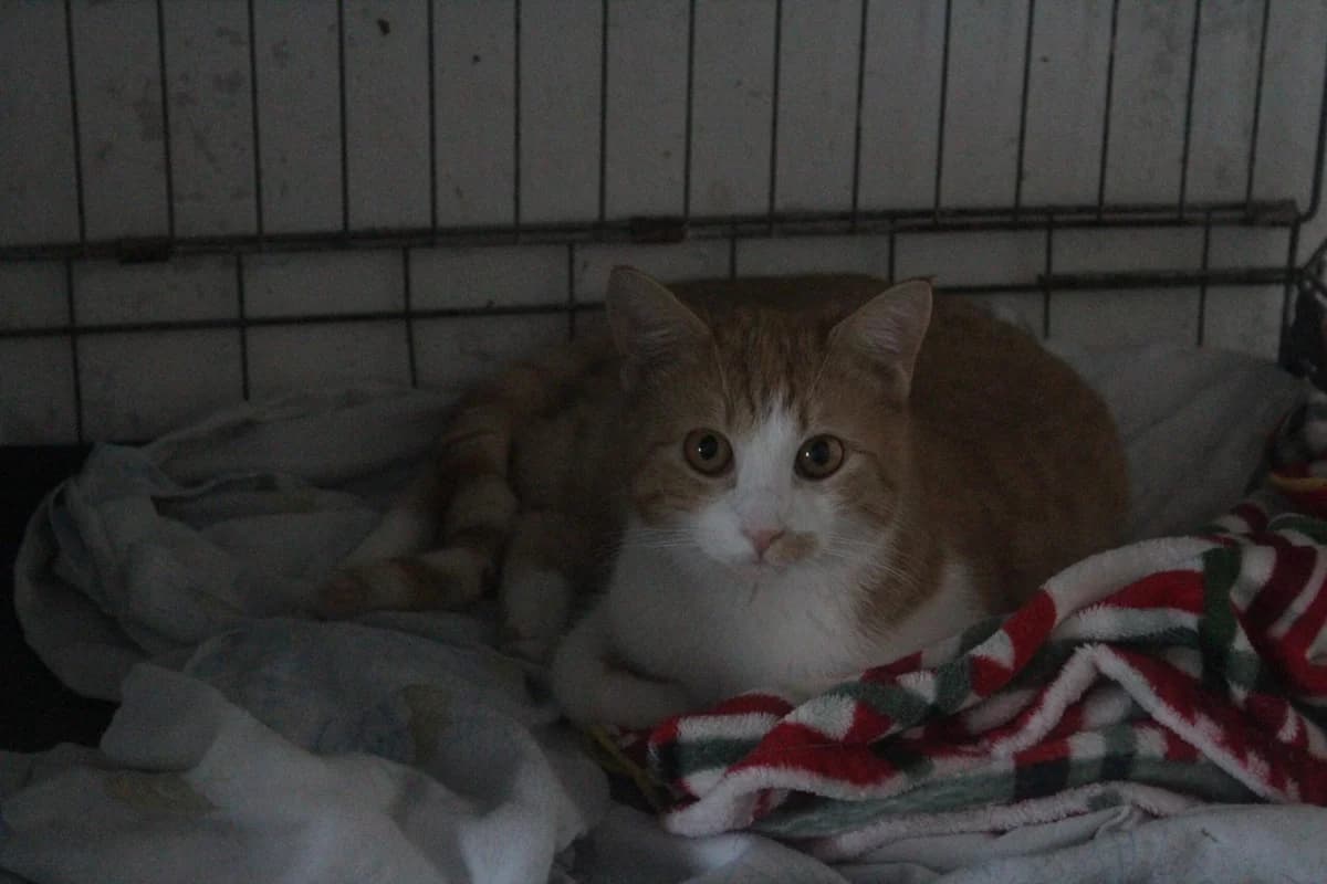 Simba, male Mixed Breed for adoption at Útulek Kocour Felix (PSOZ)