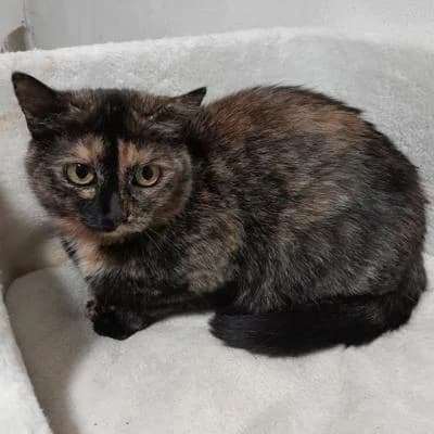 Chia, female 4yo Mixed Breed for adoption at Kočičí útulek Radim Kočkám, Radim