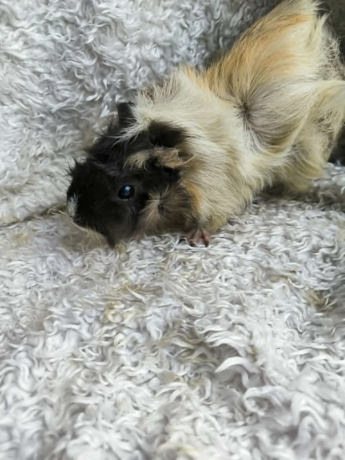 Malia, female Mixed Breed for adoption at Šance zvířatům
