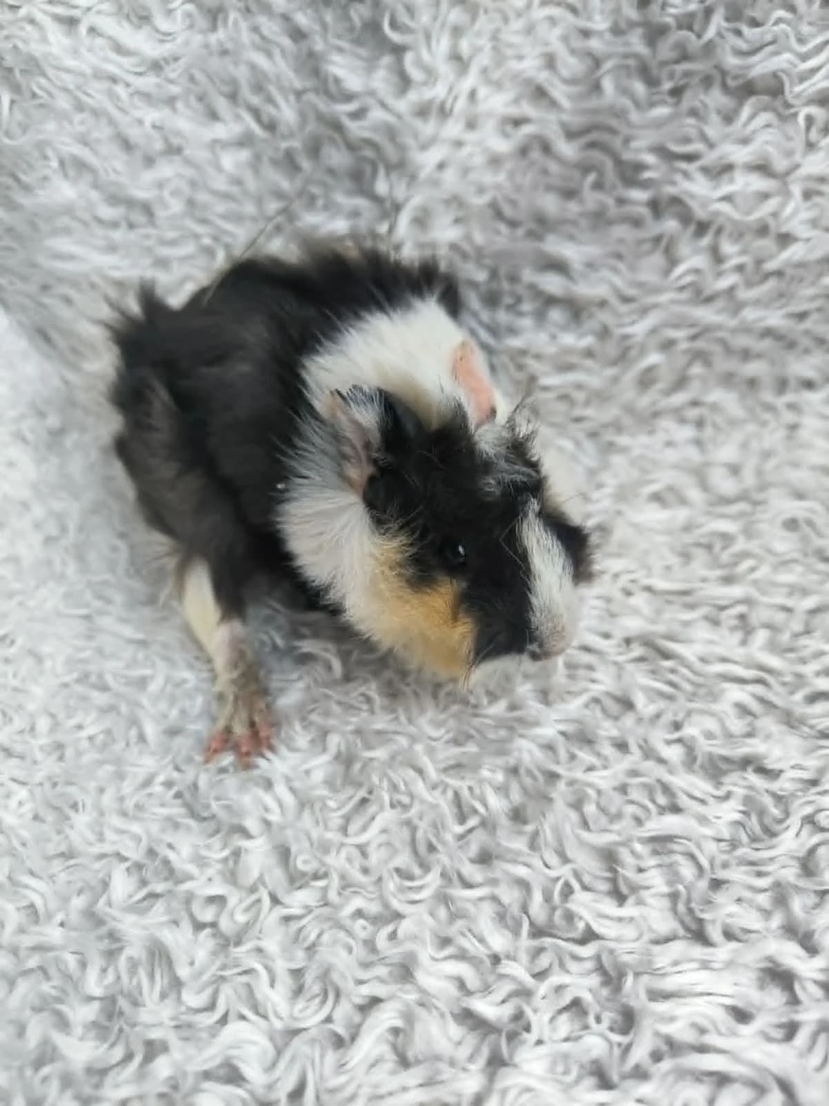 Moana, female Mixed Breed for adoption at Šance zvířatům