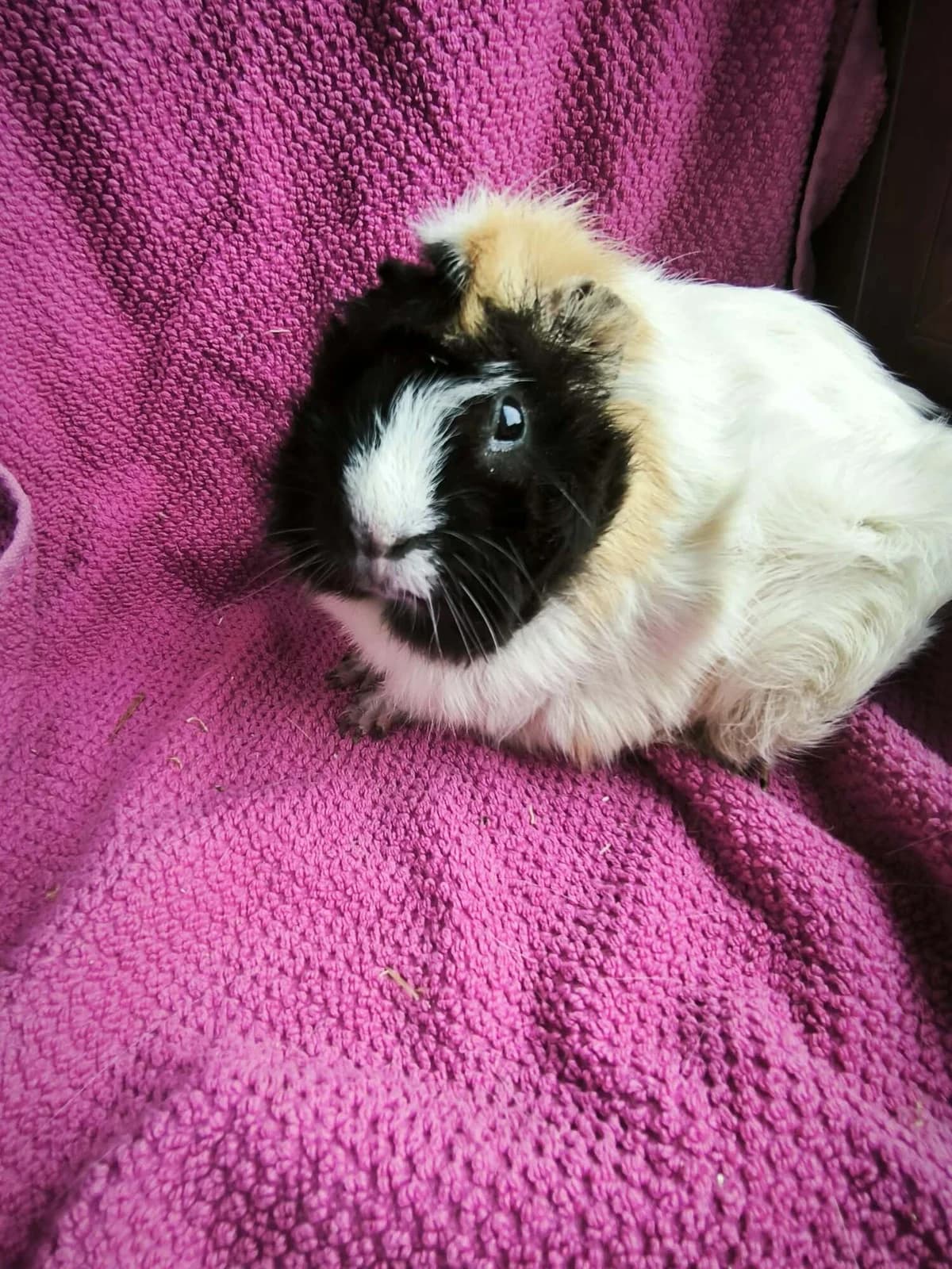 Novalie, female Mixed Breed for adoption at Šance zvířatům