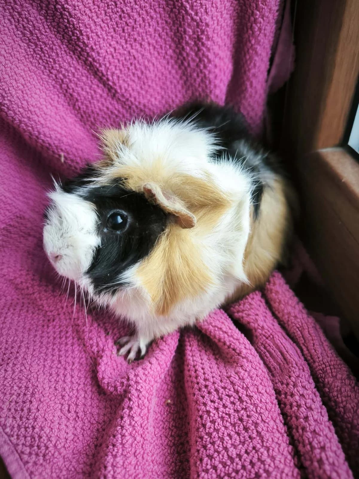 Nutelka, female Mixed Breed for adoption at Šance zvířatům