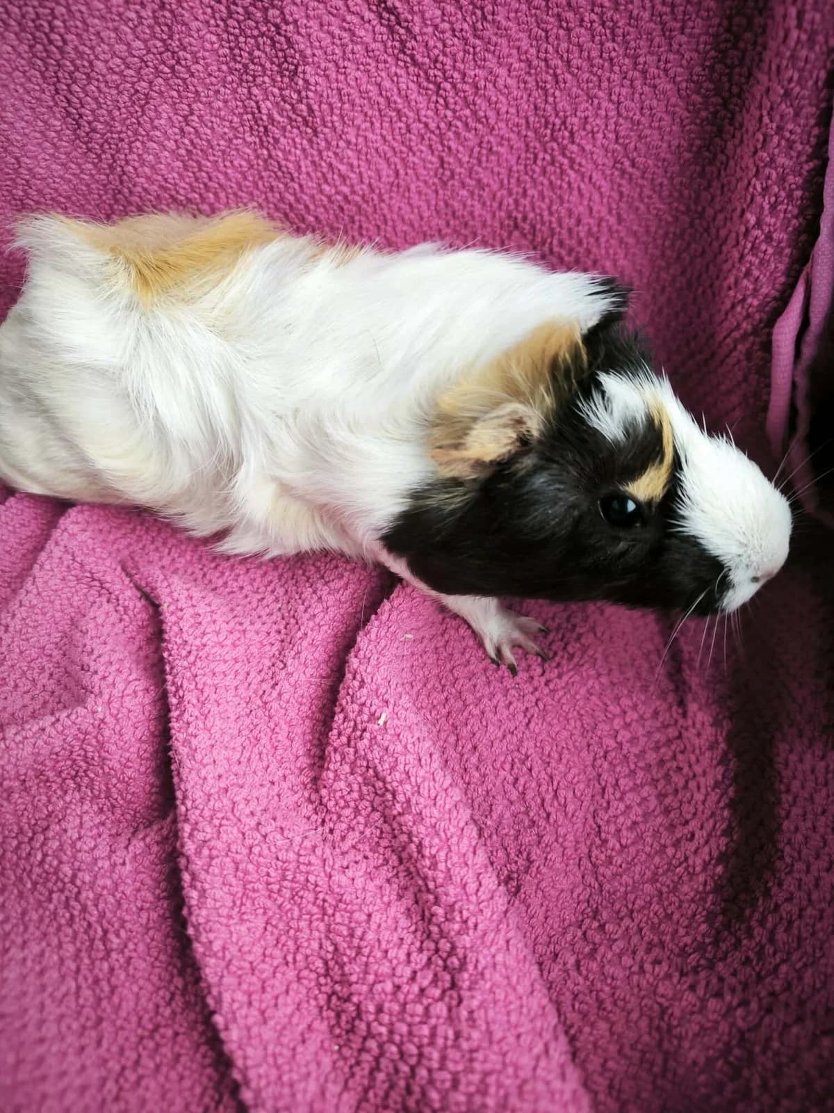 Natka, female Mixed Breed for adoption at Šance zvířatům